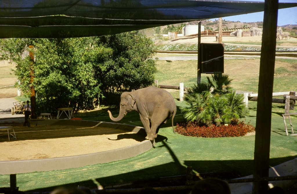 Elephant Show - 1981