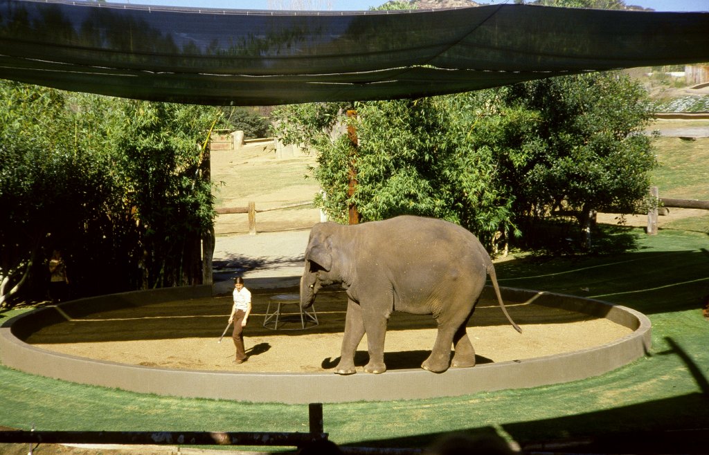 Elephant Show - 1981