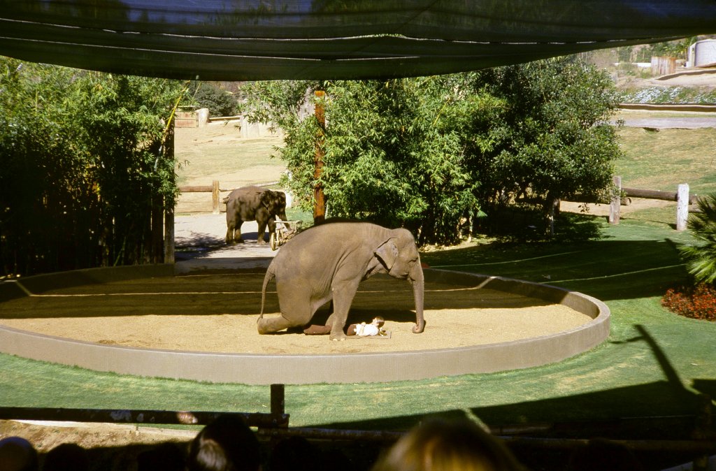 Elephant Show - 1981