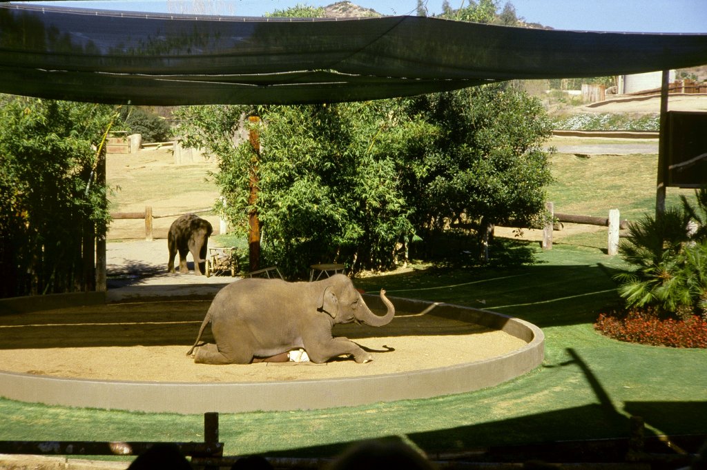 Elephant Show - 1981