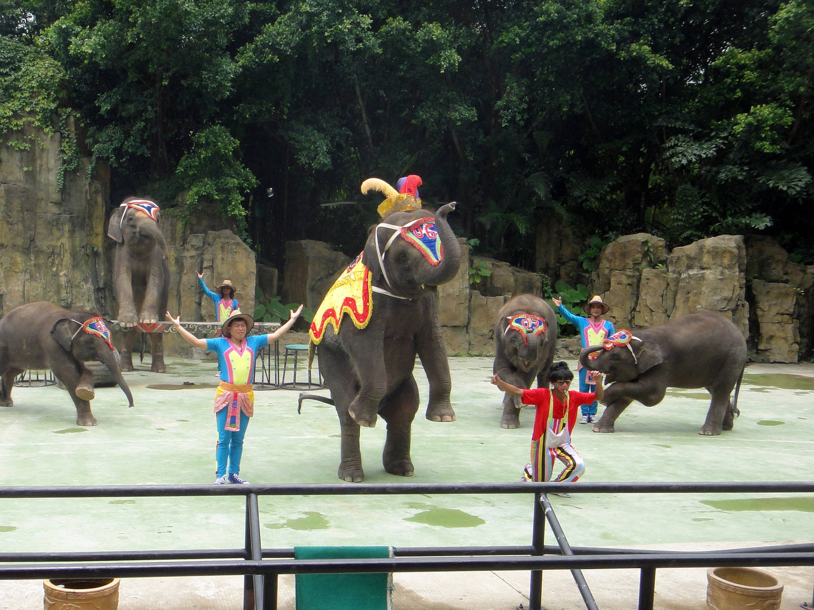 elephant show - 2011