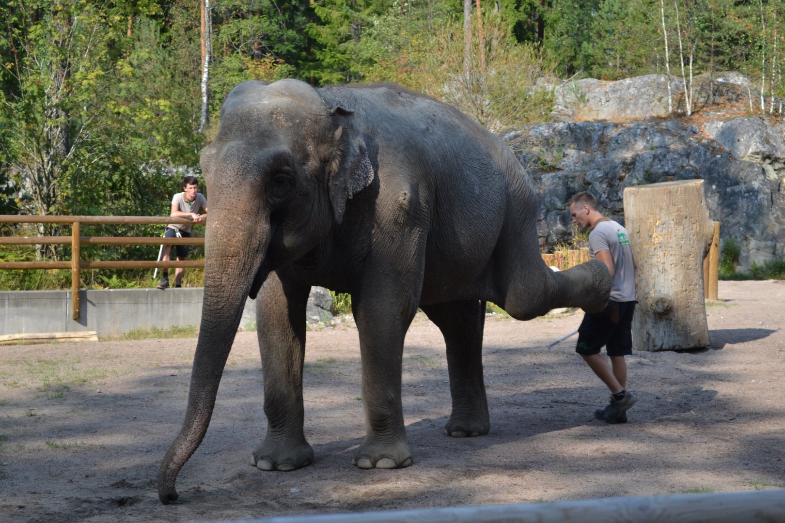 Elephant show at Kolmården 2014