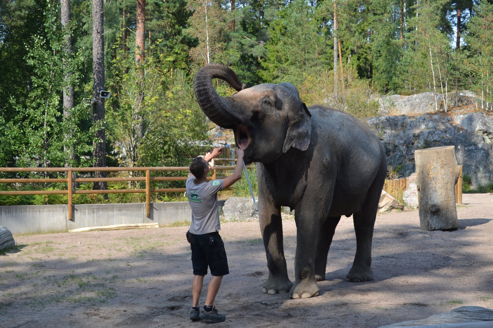 Elephant show at Kolmården 2014