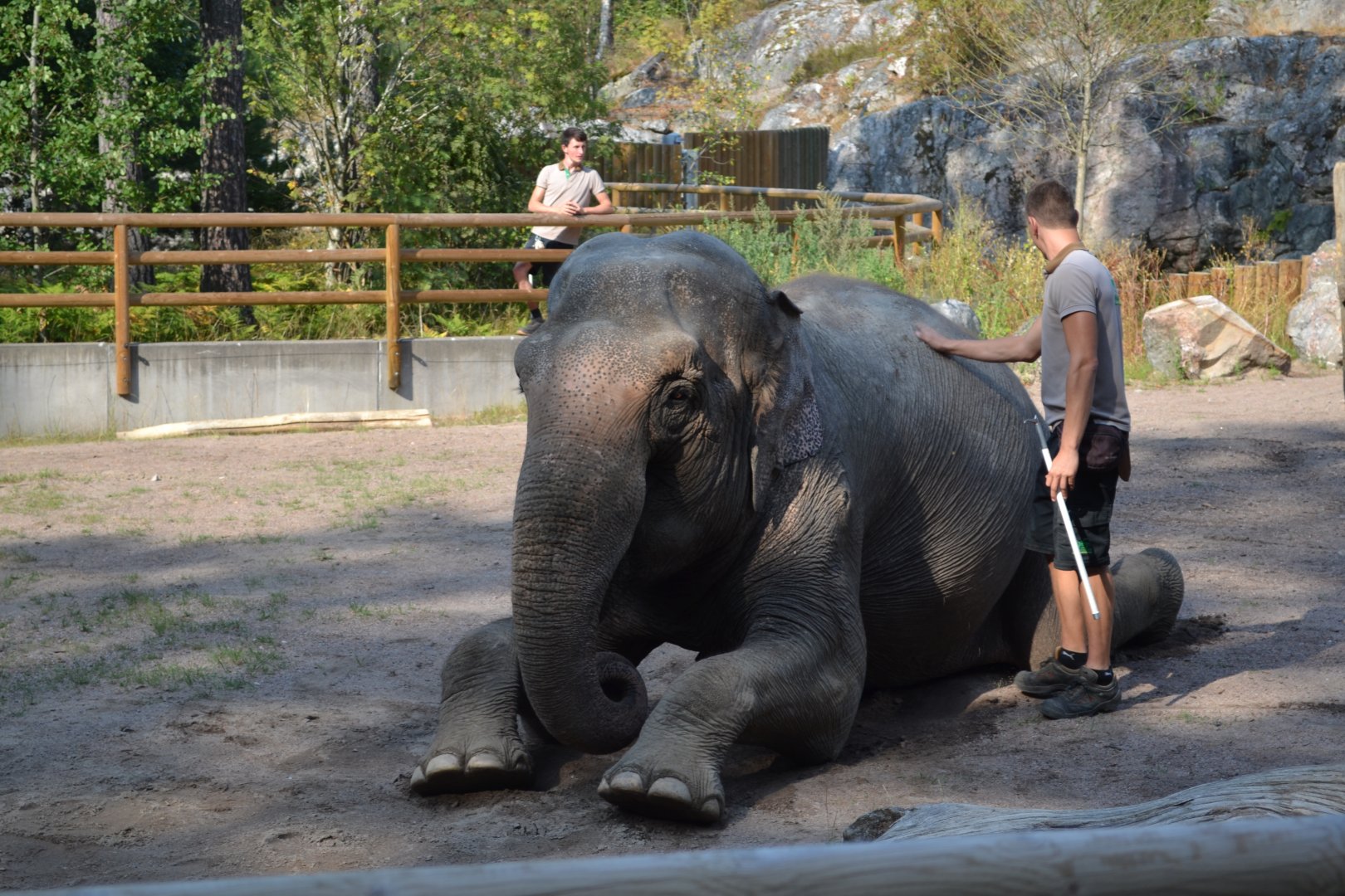 Elephant show at Kolmården 2014