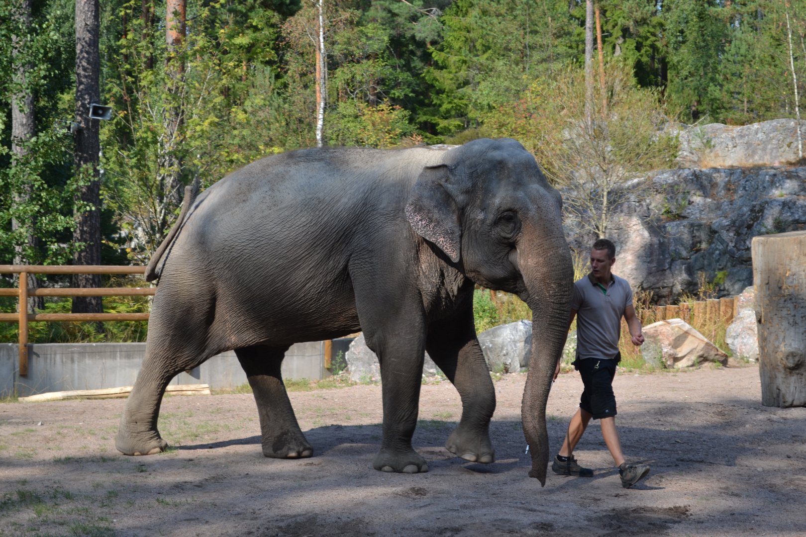 Elephant show at Kolmården 2014