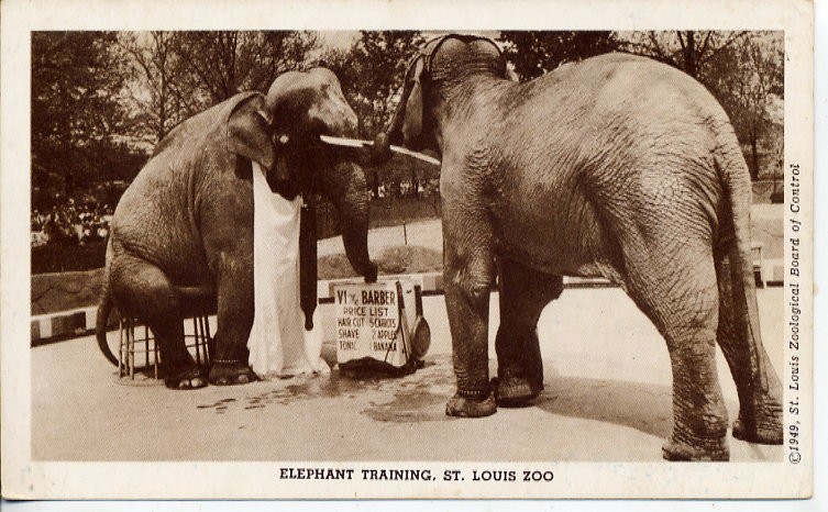 Elephant show