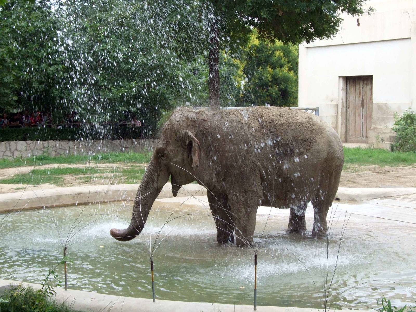 Elephant shower