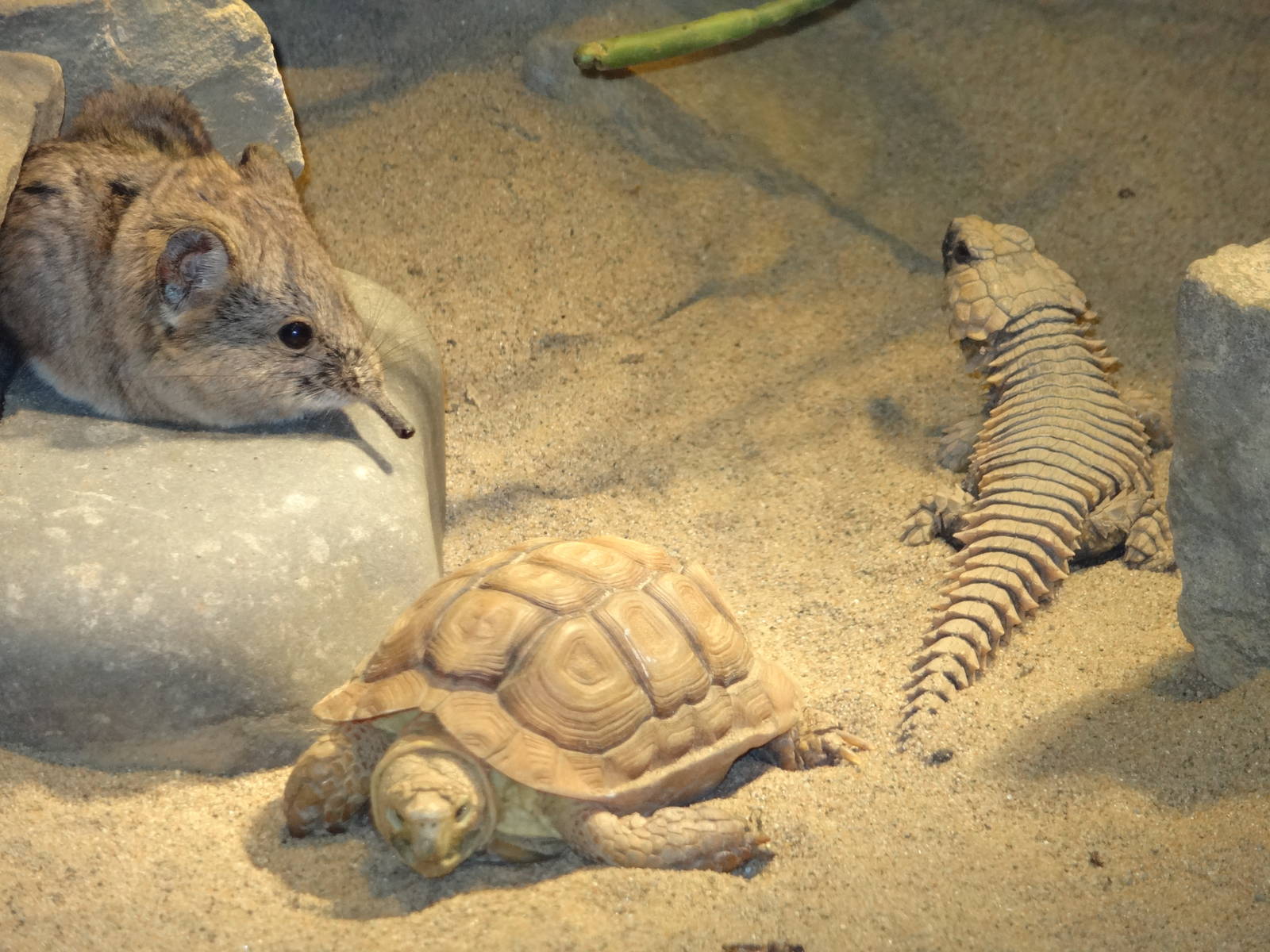Elephant shrew and friends