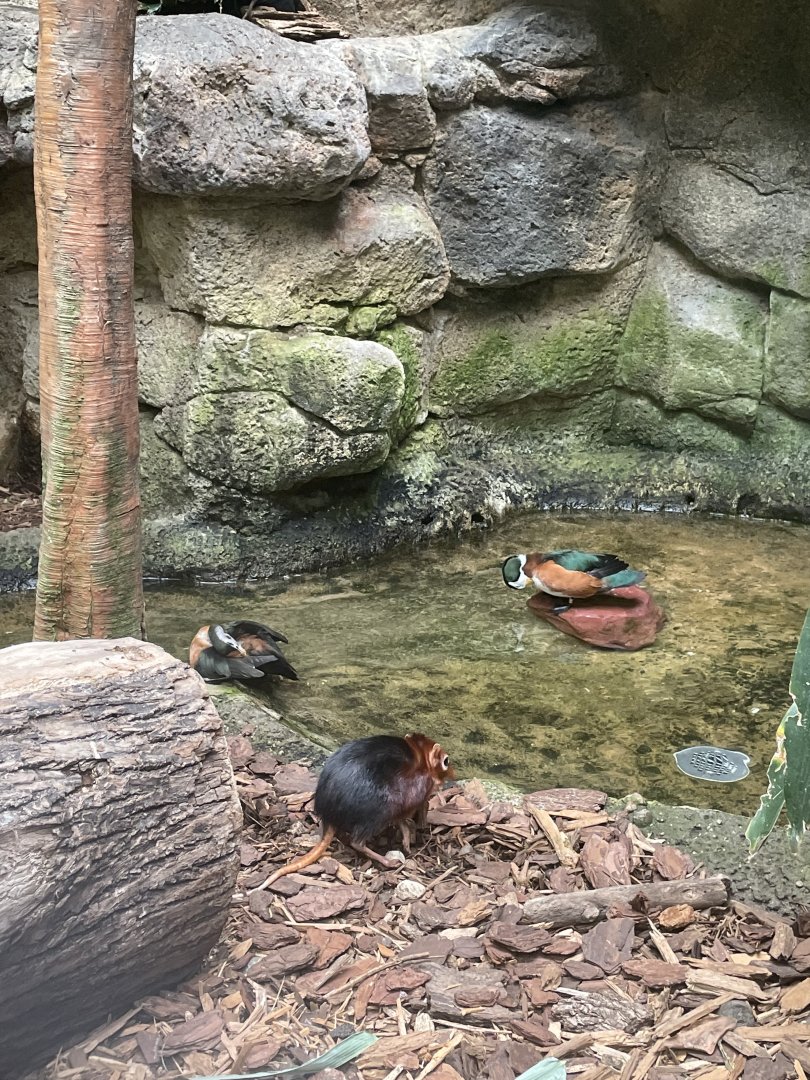 Elephant Shrew and Pygmy Geese