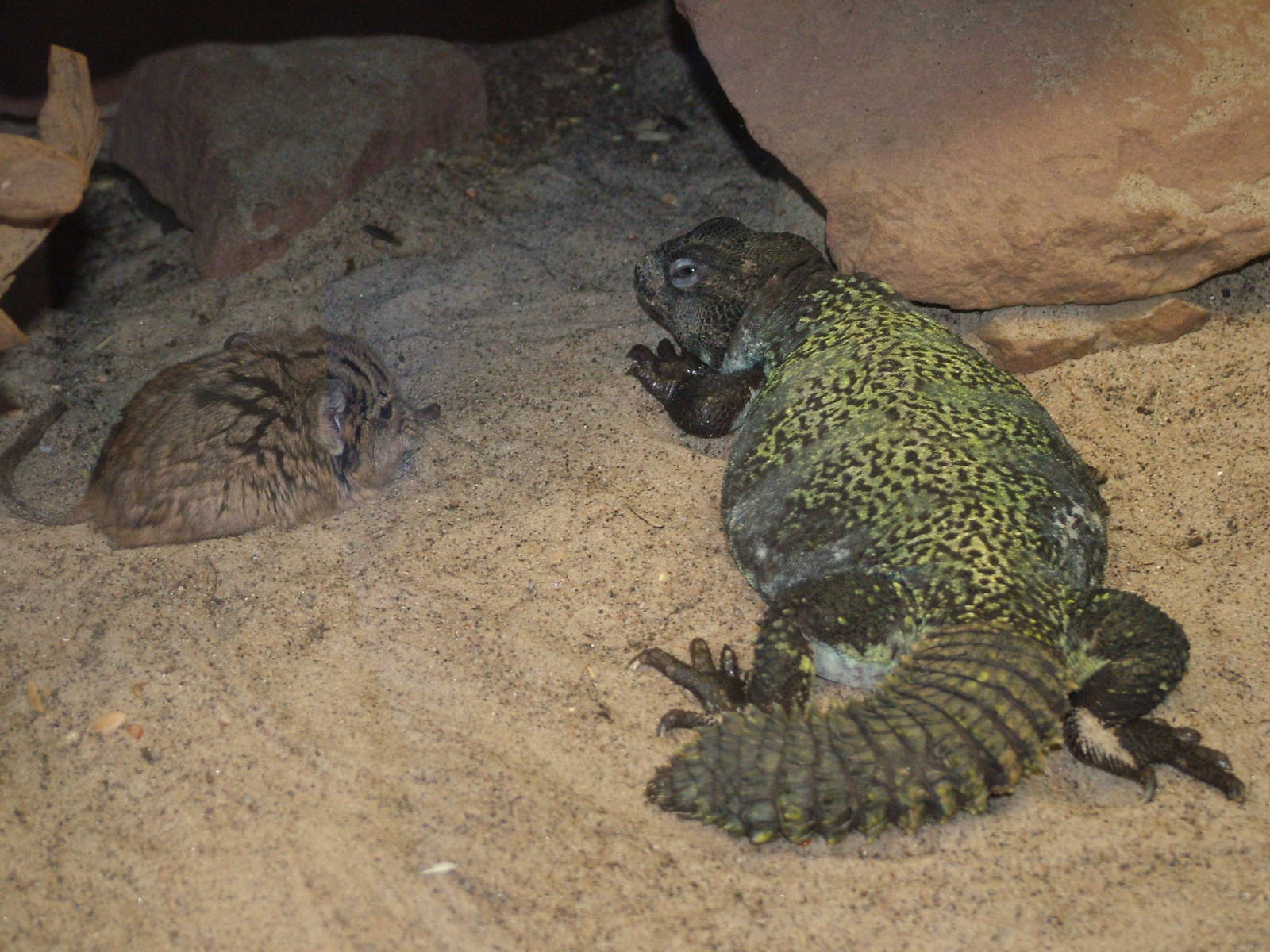 Elephant Shrew and Uromastyx at Landau Zoo, 04/09/10