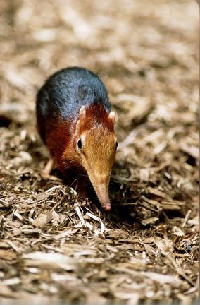 elephant shrew at Philadelphia Zoo