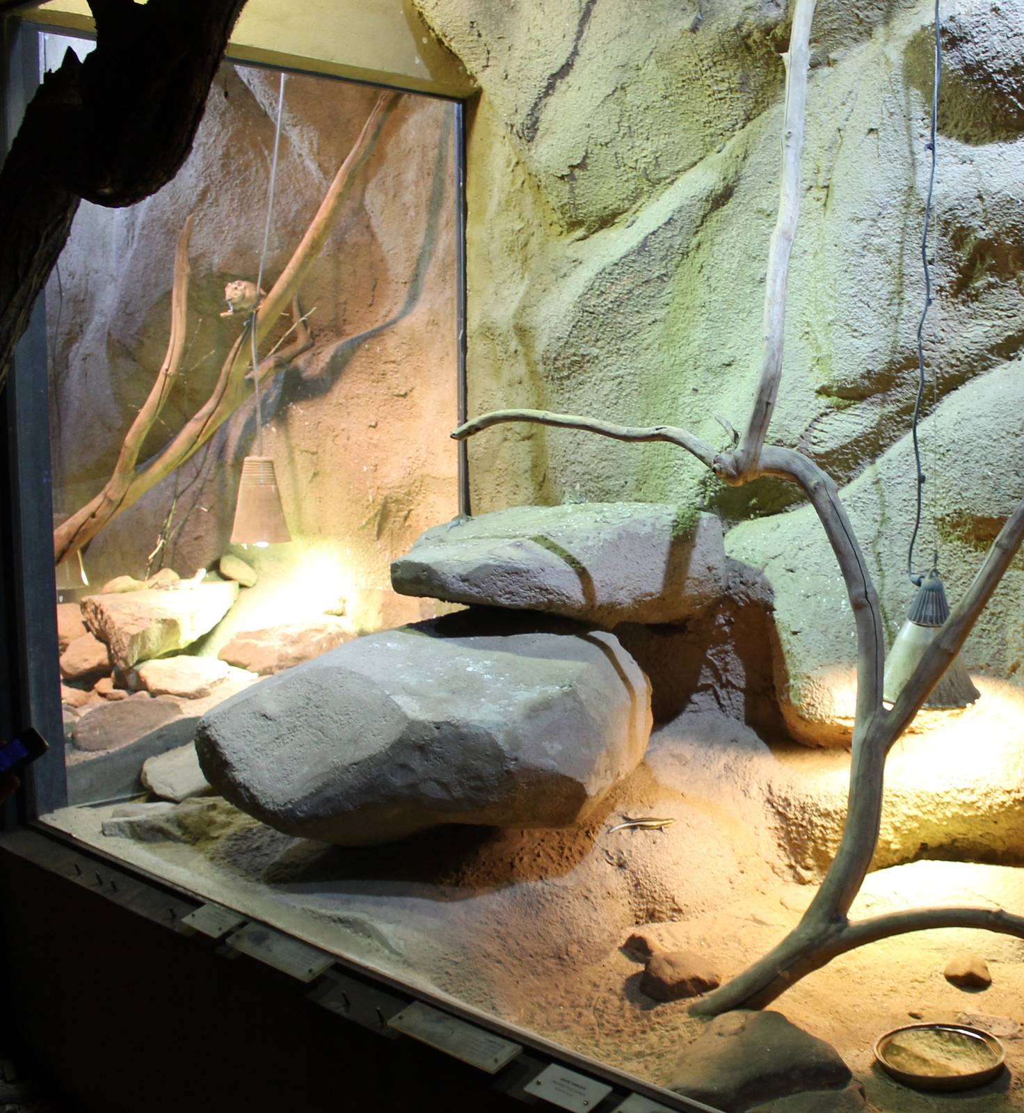 Elephant shrew enclosure