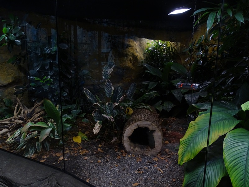 Elephant shrew enclosure