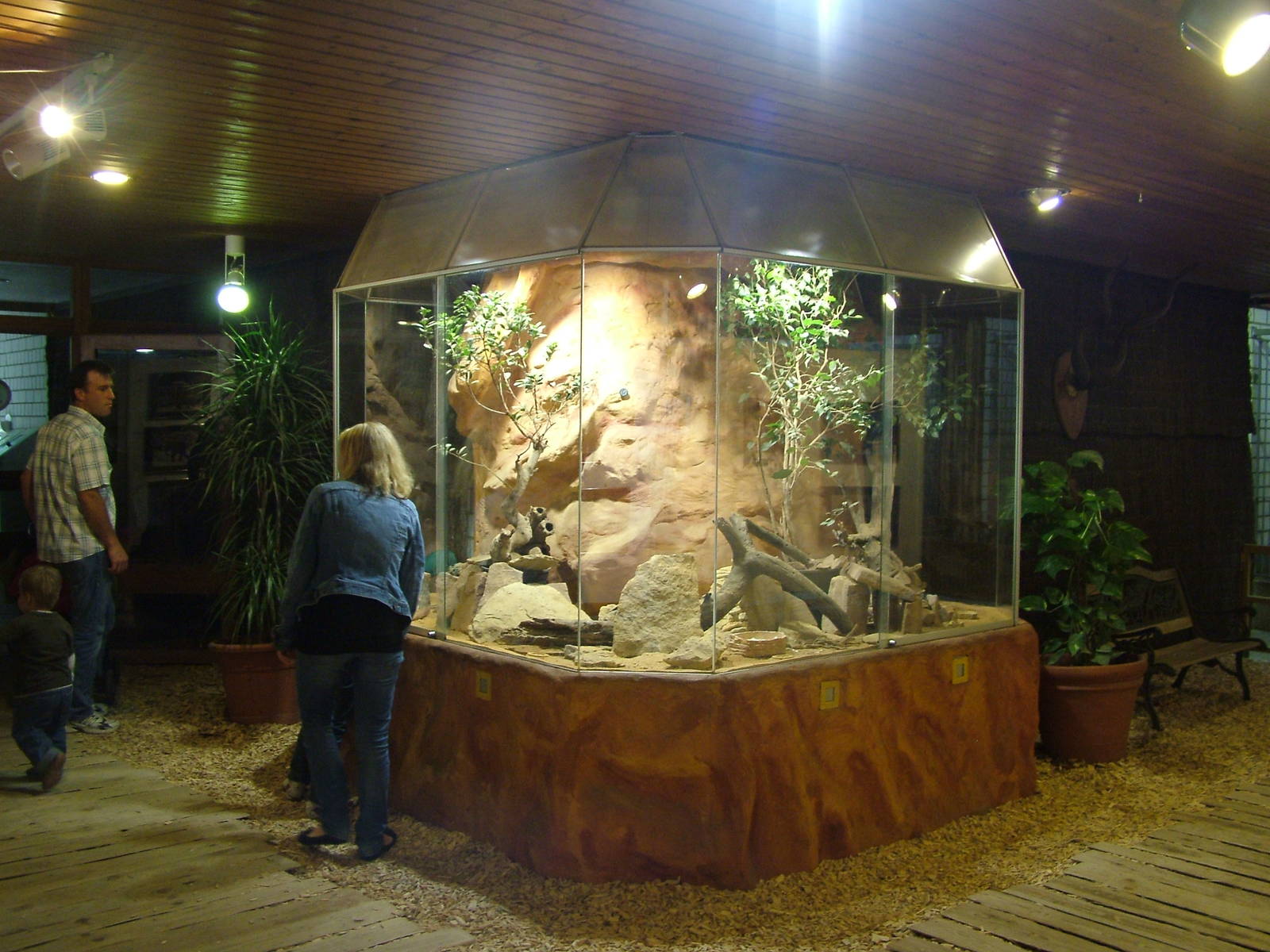 Elephant Shrew Exhibit at Heidelberg, 05/09/10