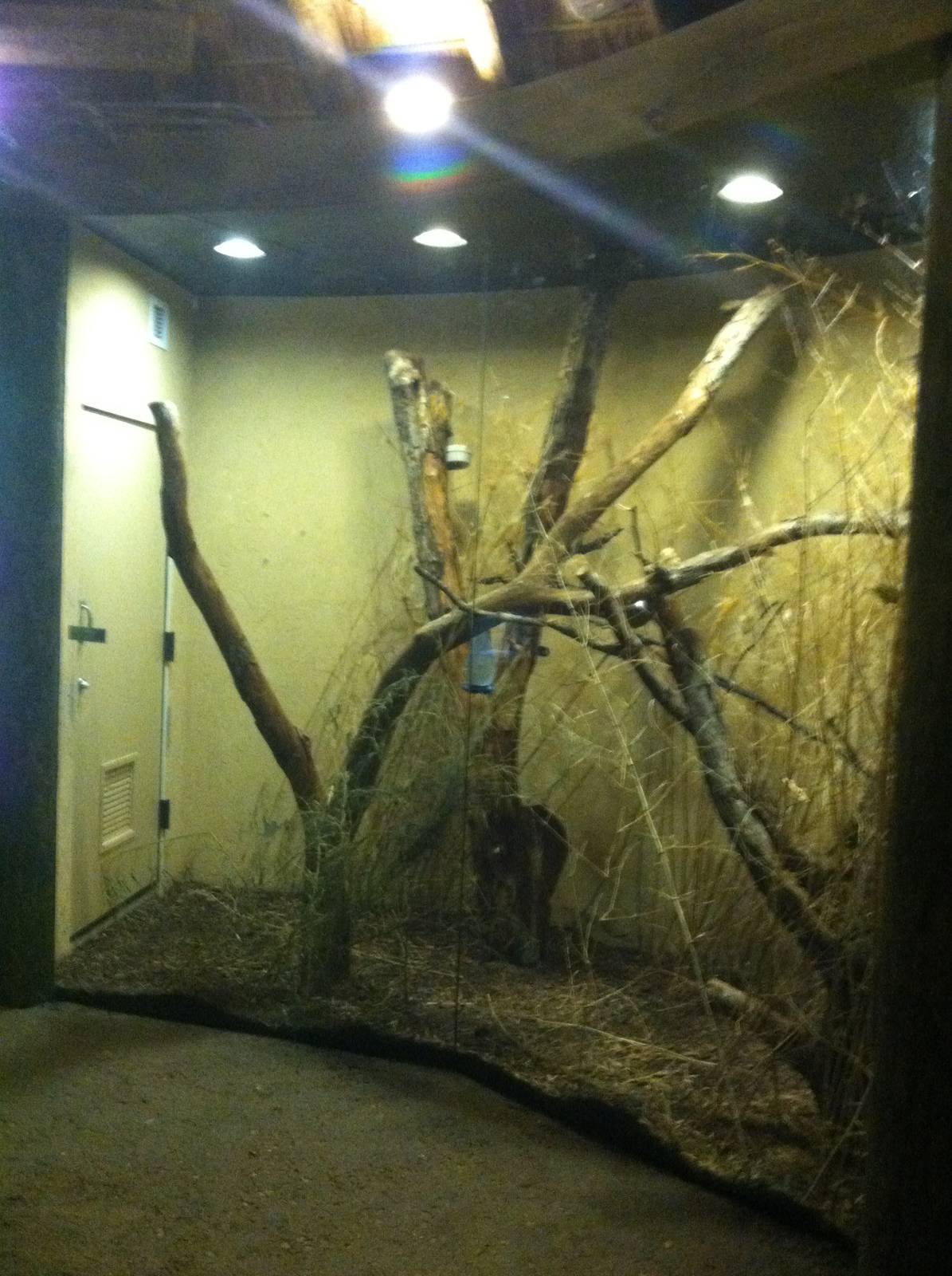 Elephant Shrew Exhibit
