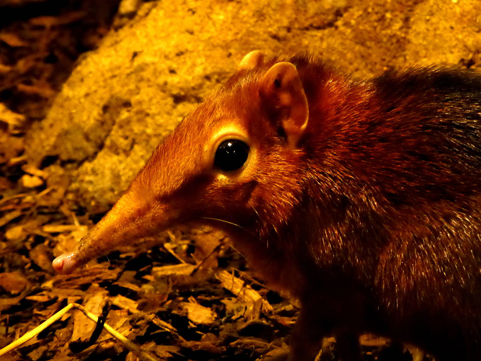 Elephant shrew