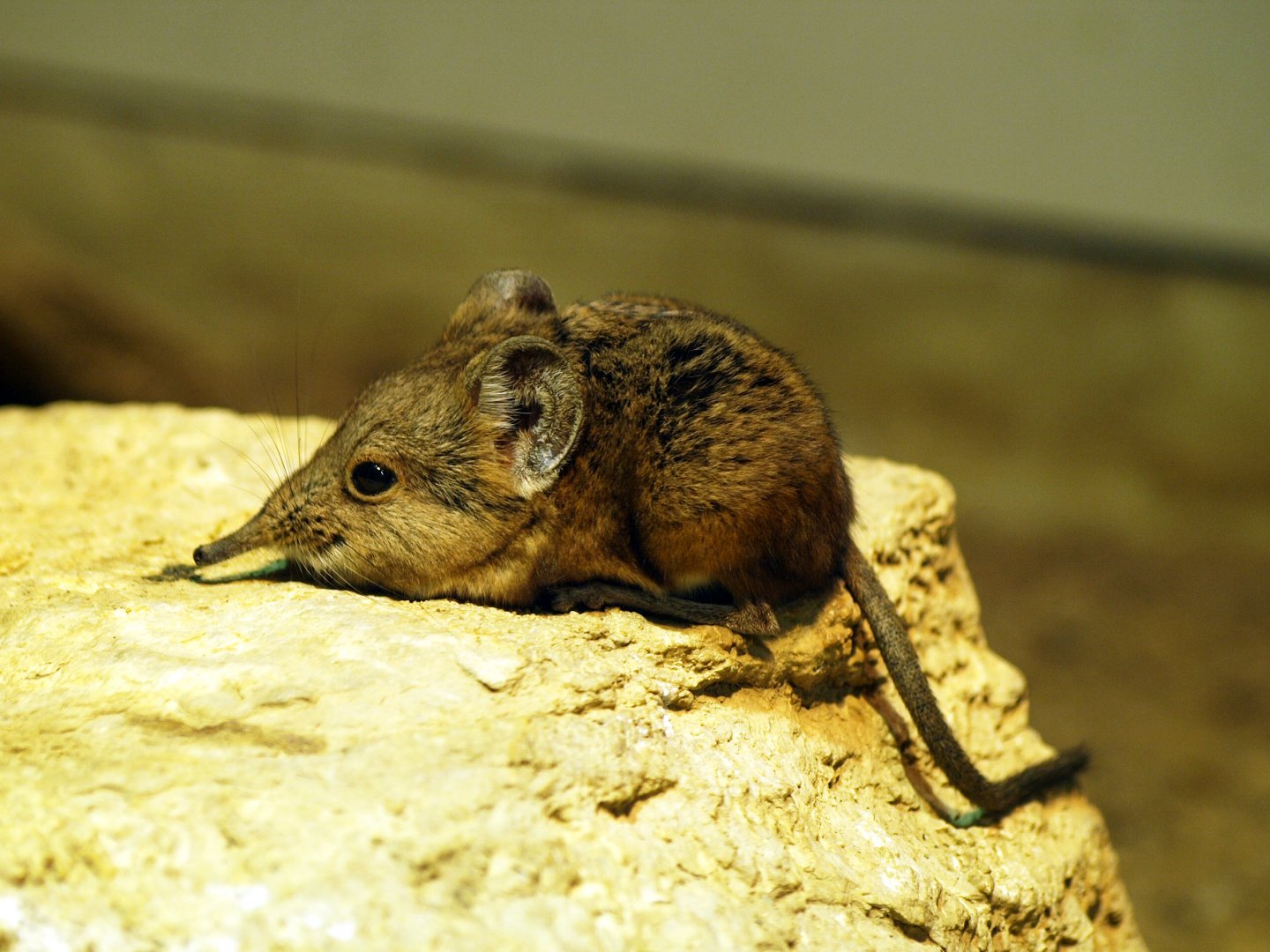 Elephant shrew