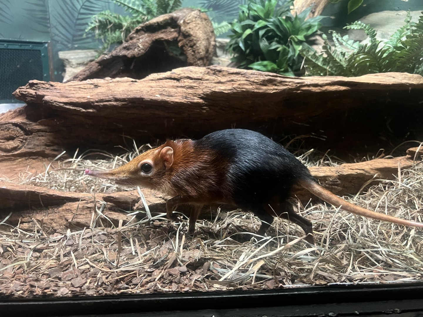 Elephant Shrew
