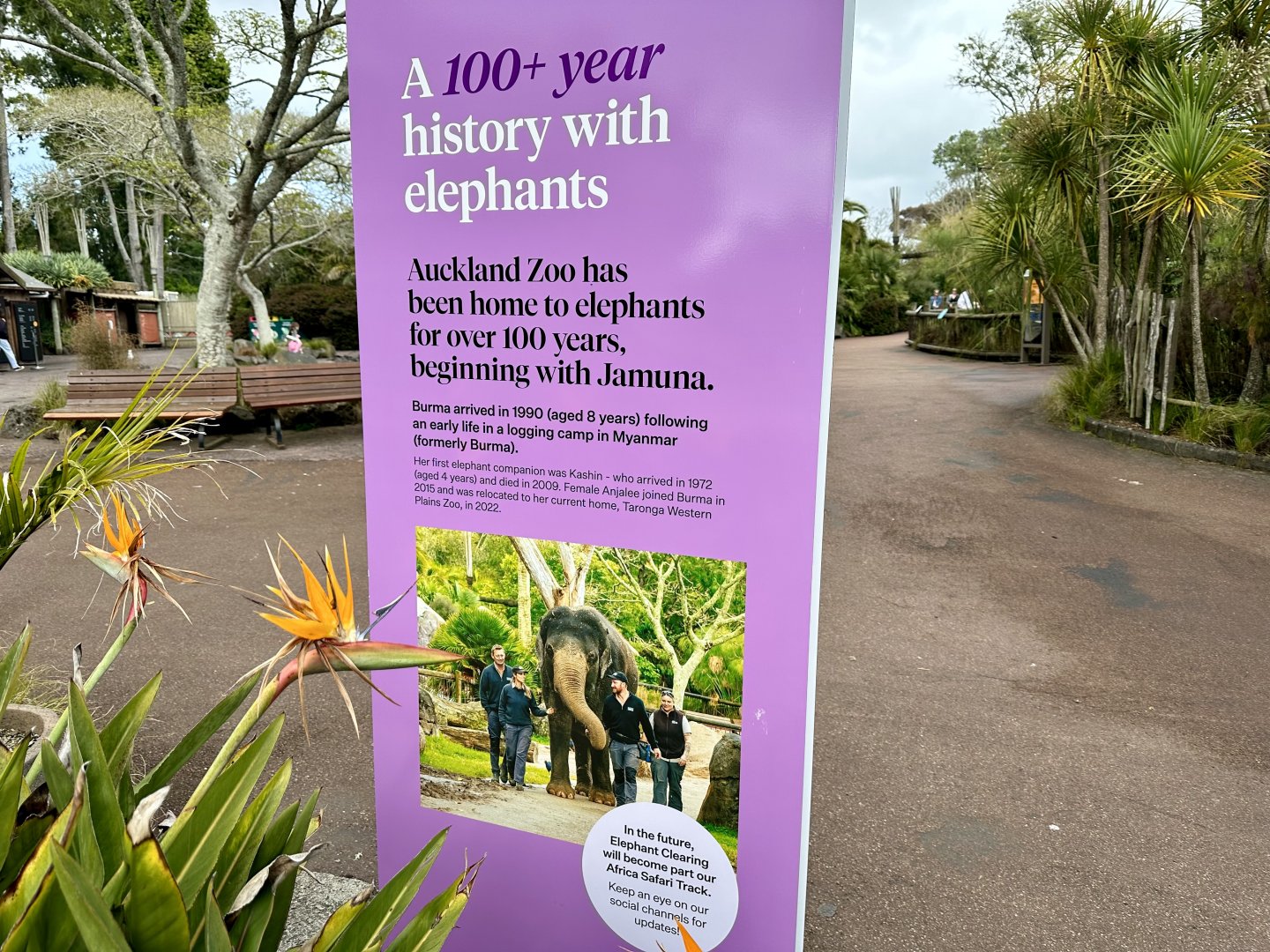 Elephant Signage - Elephant History