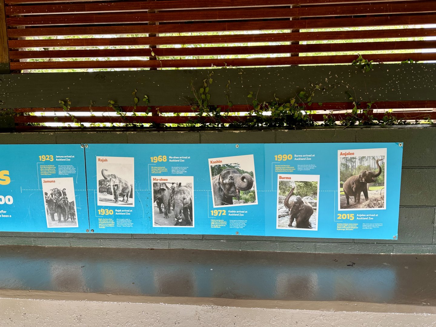Elephant Signage - Elephant History
