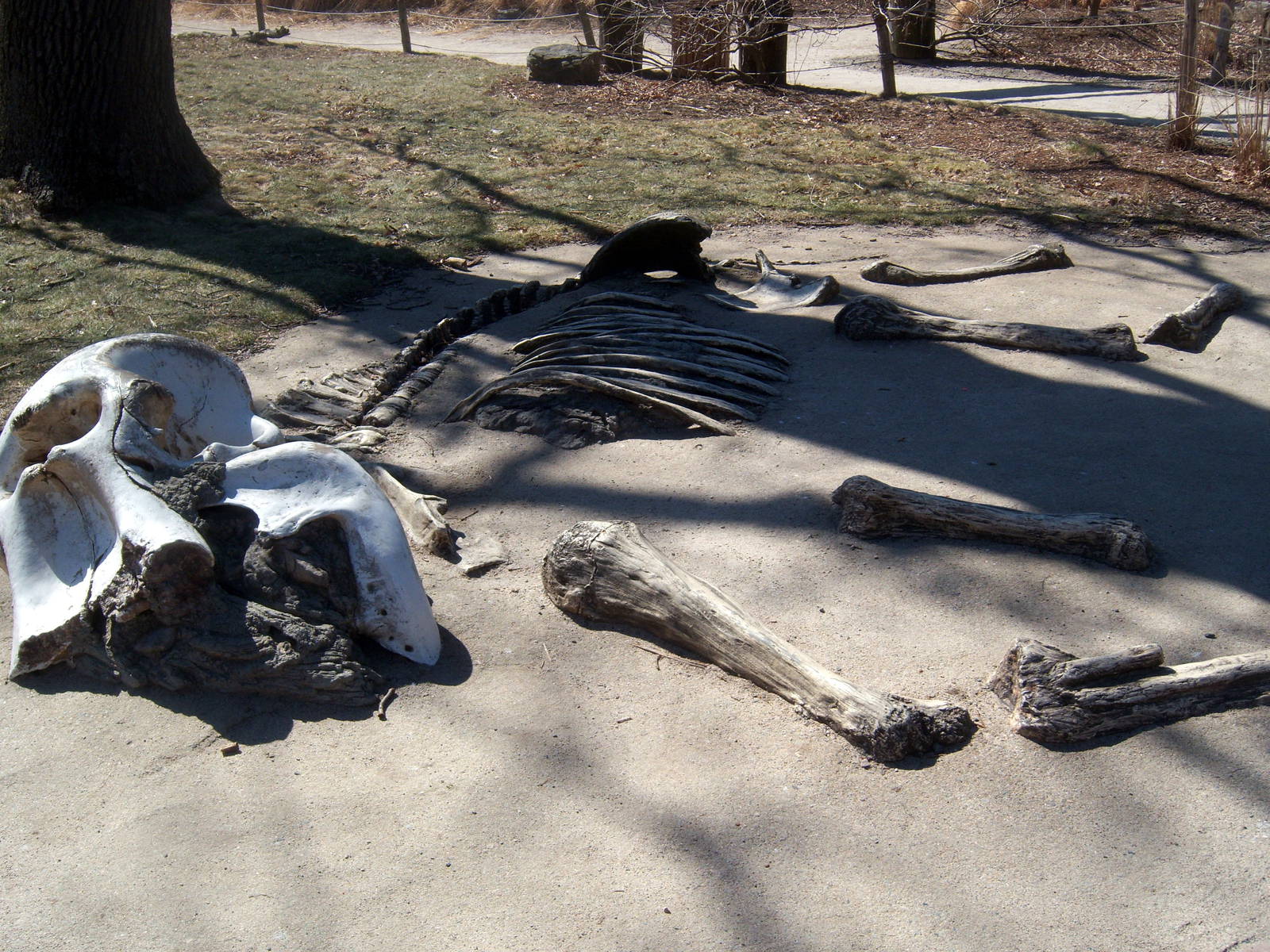 Elephant Skeleton - 2009
