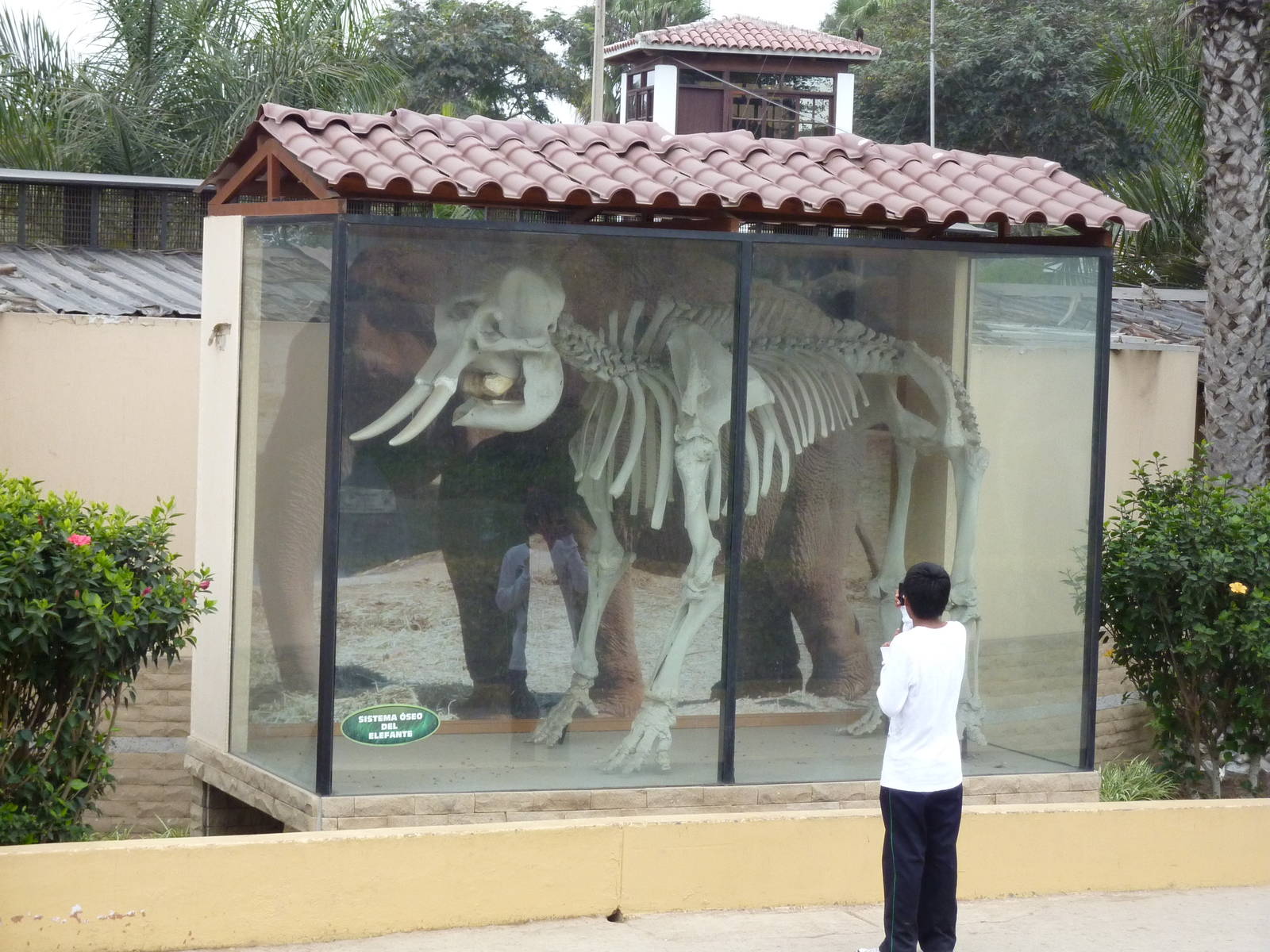 Elephant skeleton