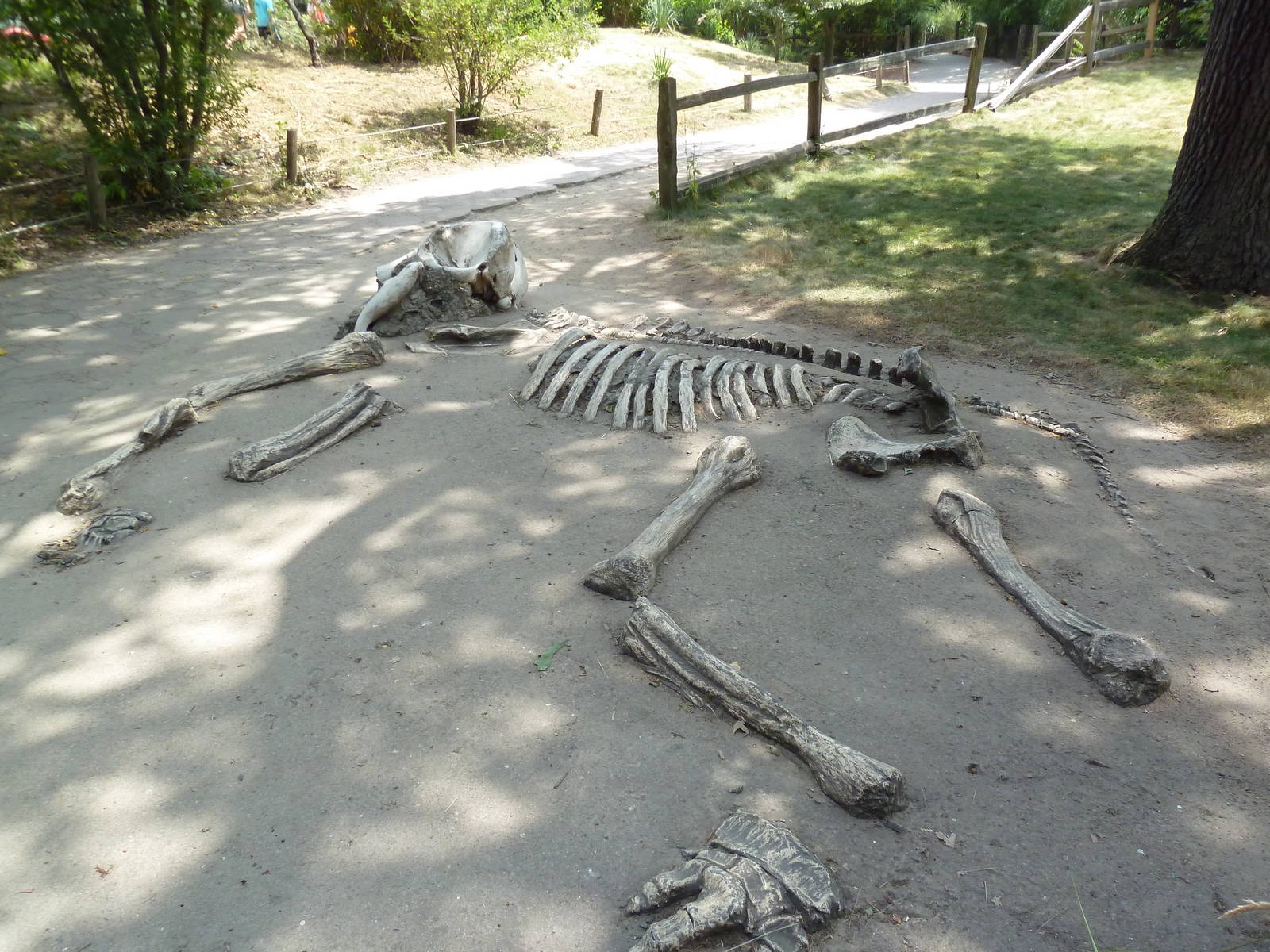 Elephant Skeleton