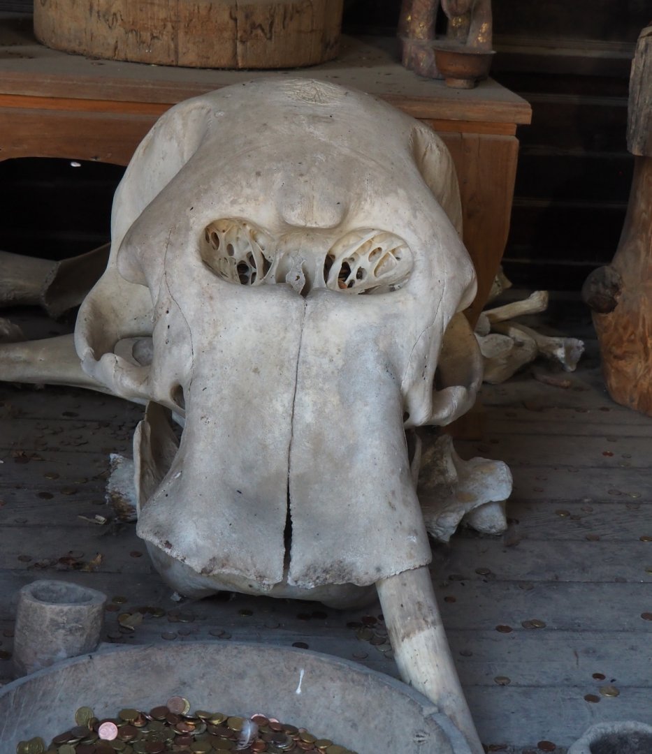 Elephant skull, 2020-09-02