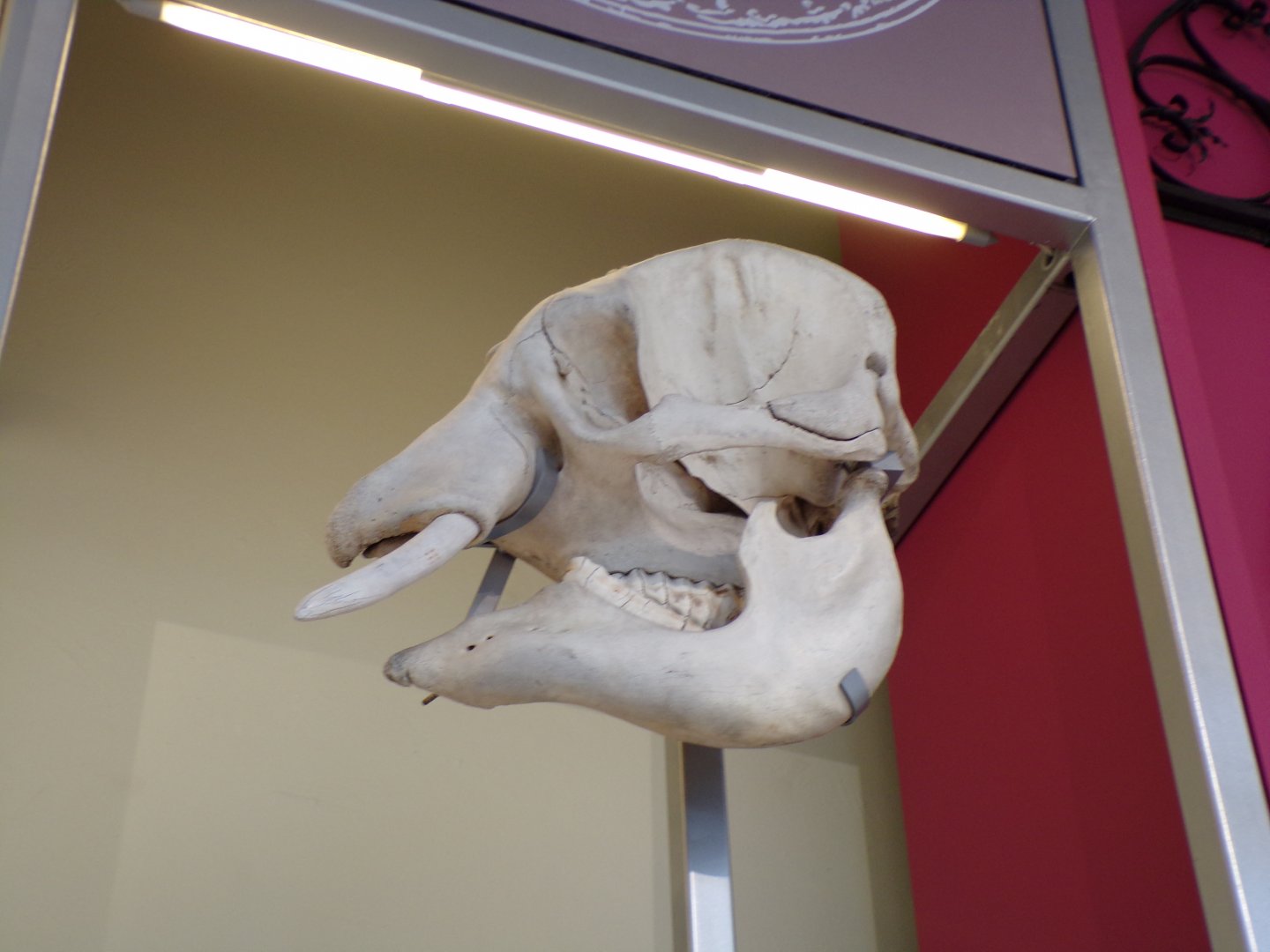 Elephant skull 26.8.23