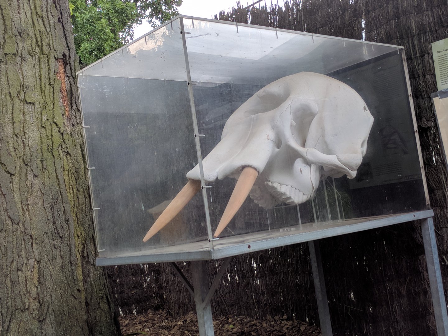 Elephant Skull Display