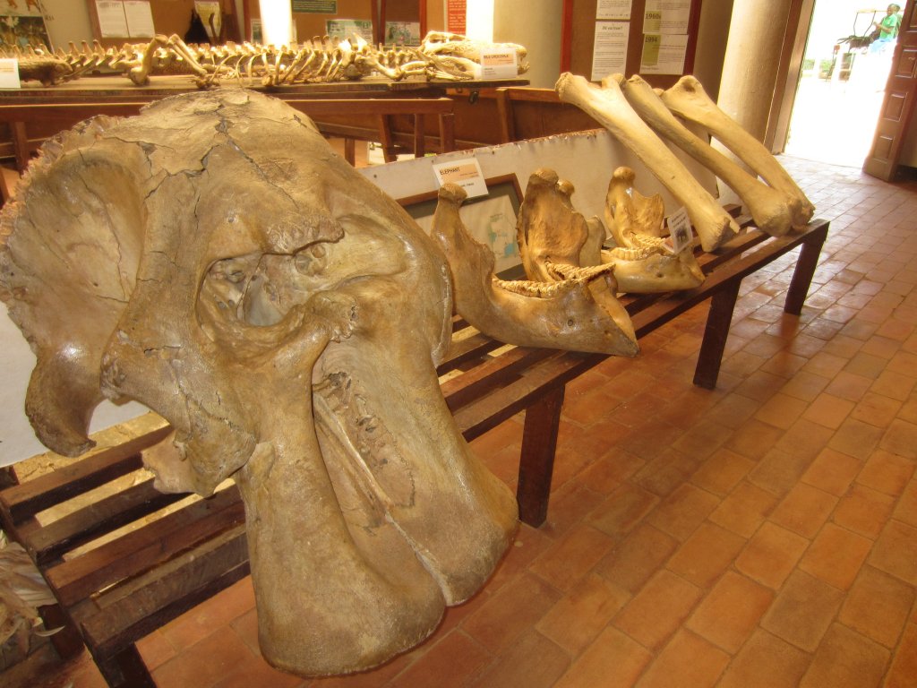 Elephant skull, jaw and femurs
