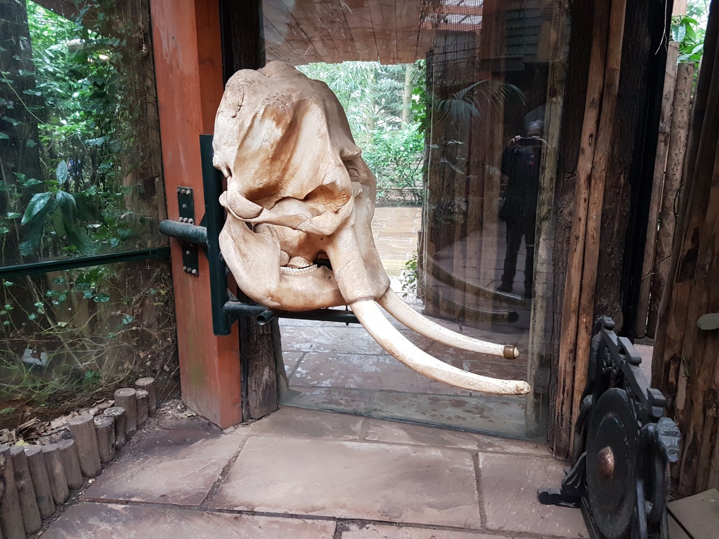 Elephant-skull