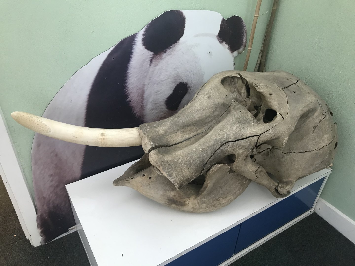 Elephant skull