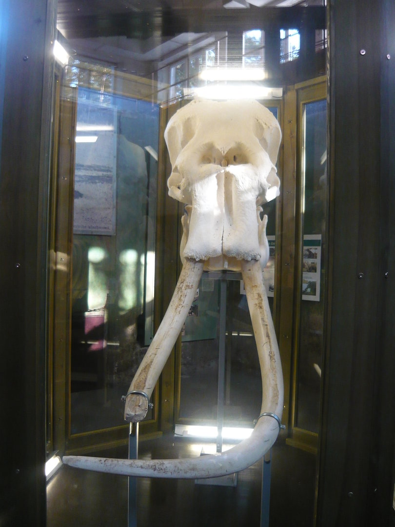 Elephant skull