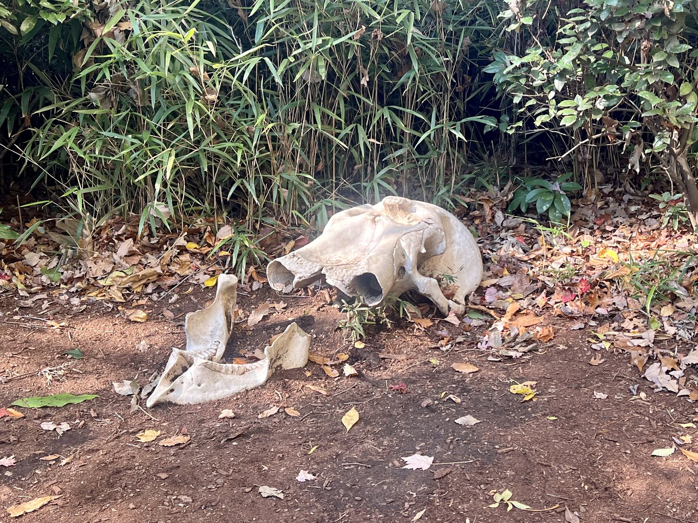 Elephant “skull”