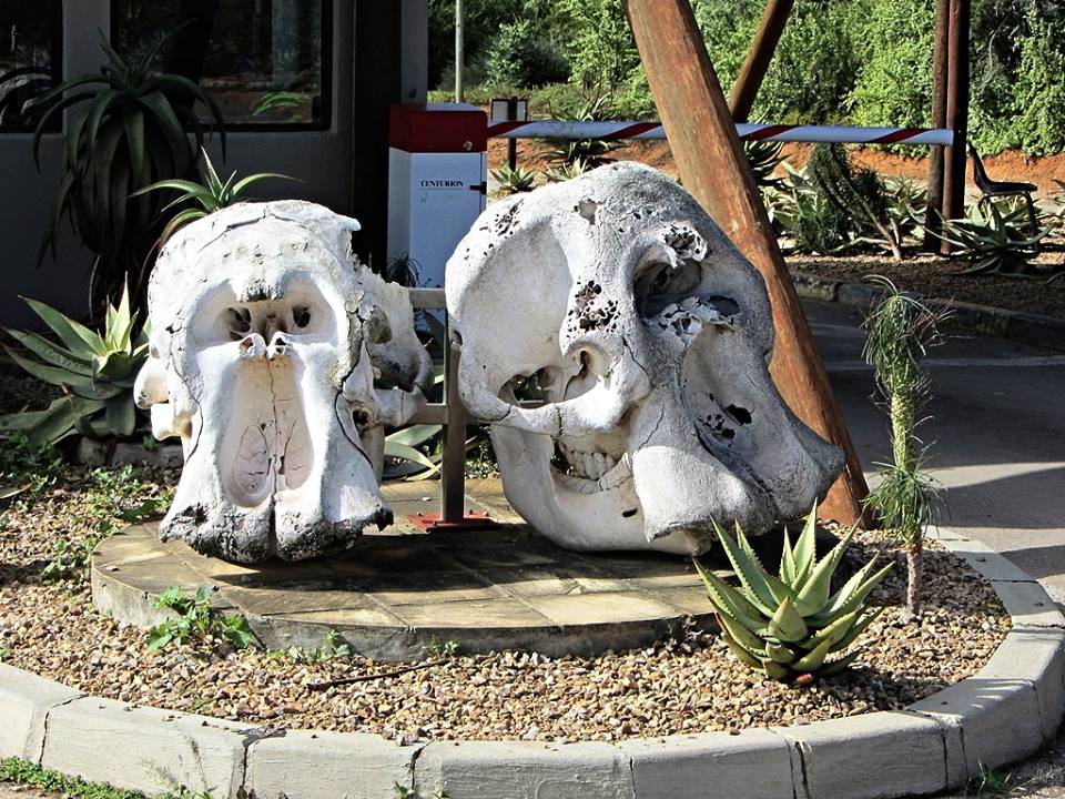 Elephant Skulls