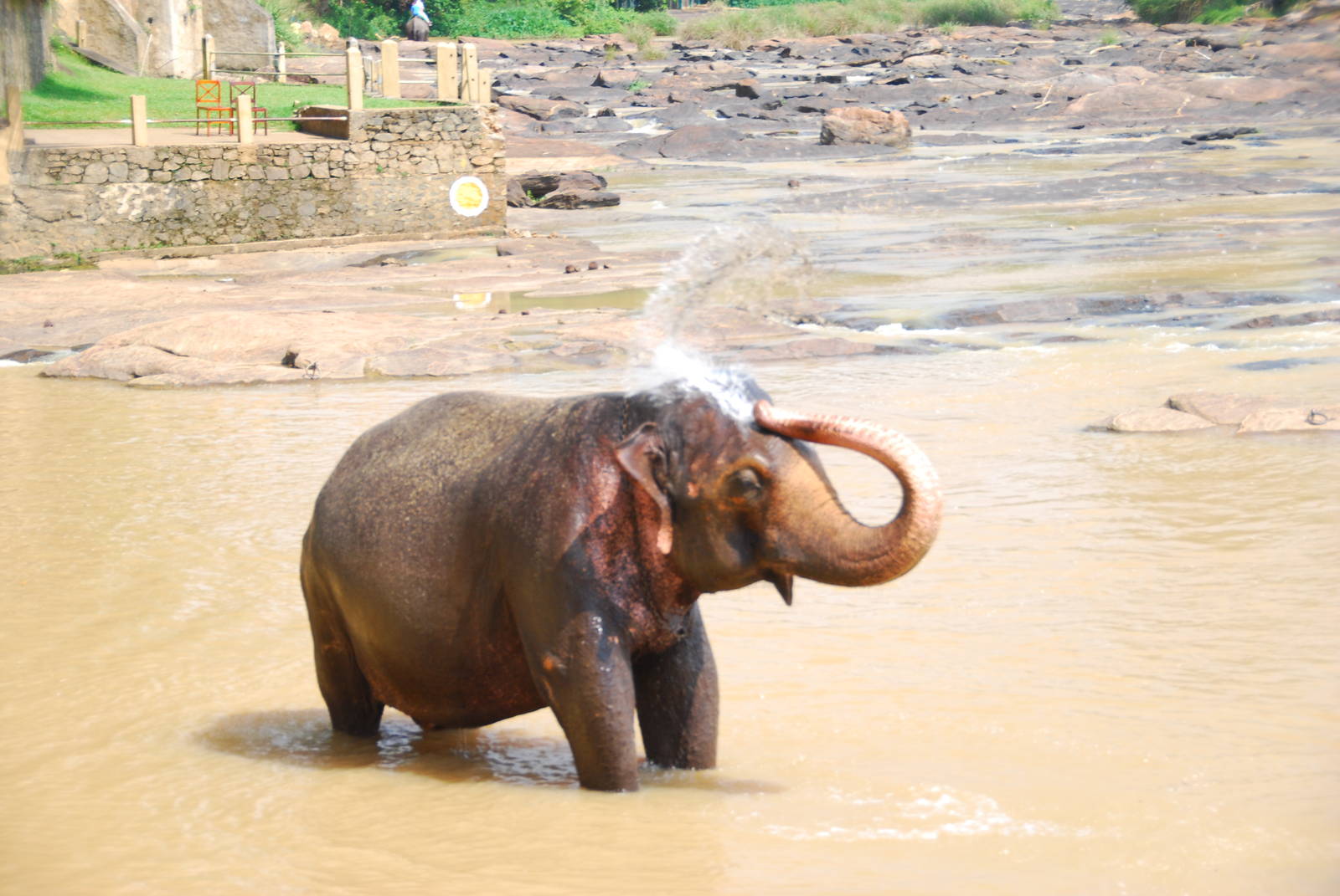 Elephant Spraying Itself