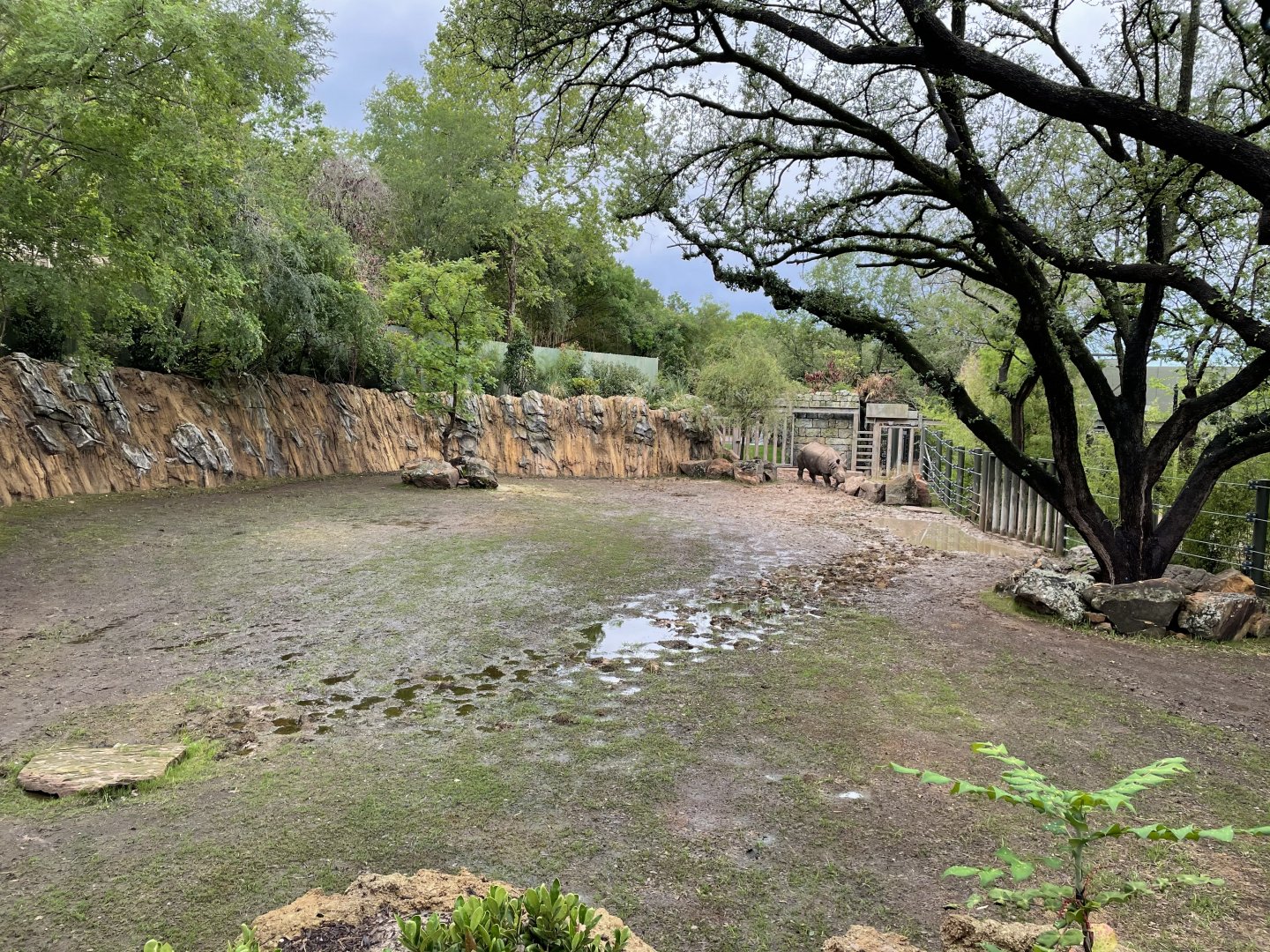 Elephant Springs - Indian Rhinoceros Habitat
