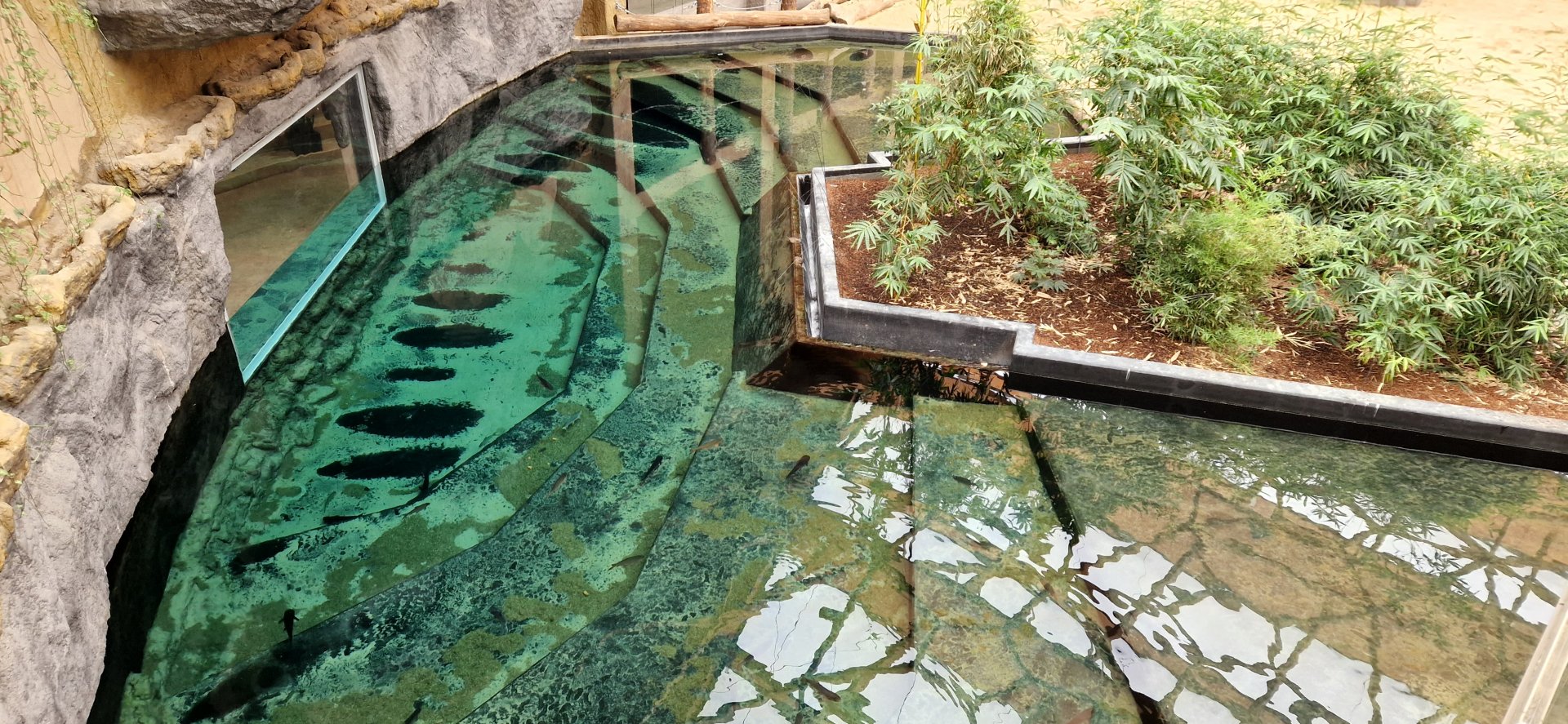 Elephant swimming pool