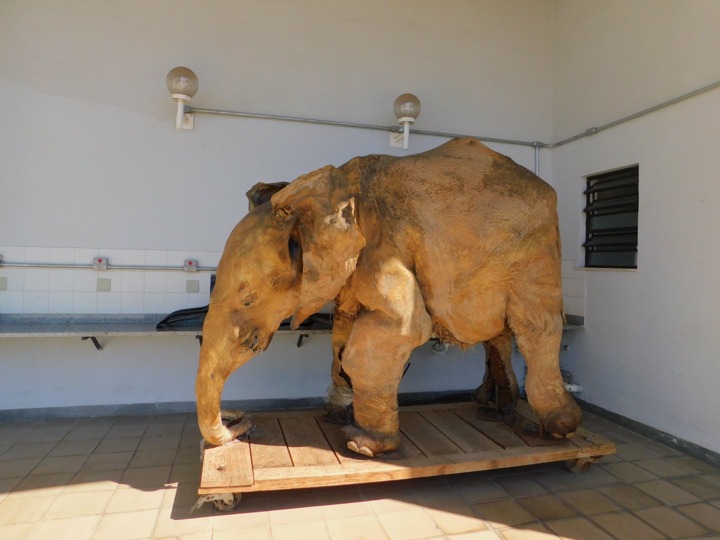 Elephant taxidermy - Museum of PUC Minas - Brazil