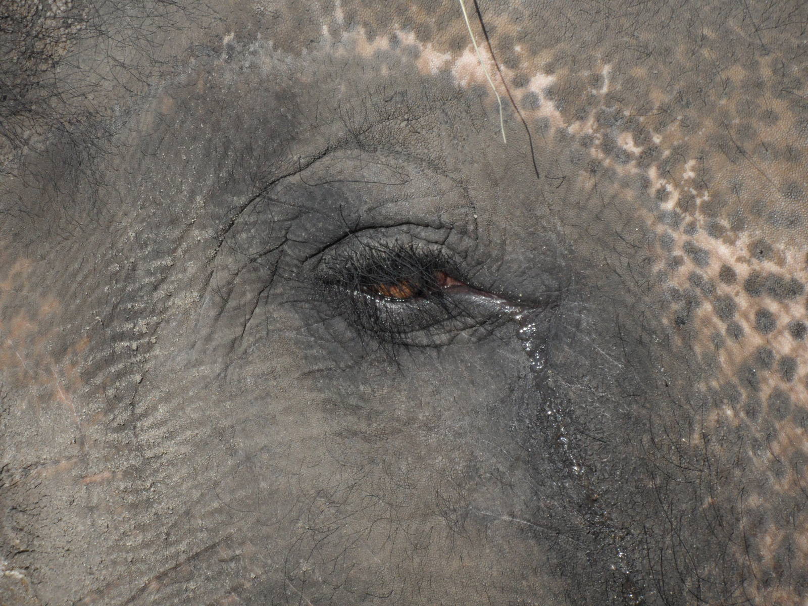 Elephant tears