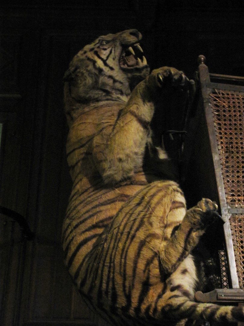 Elephant & Tigress Of The Duke Of Orleans Tigress