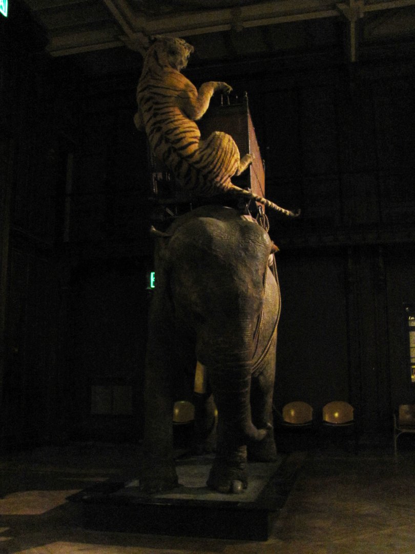 Elephant & Tigress Of The Duke Of Orleans