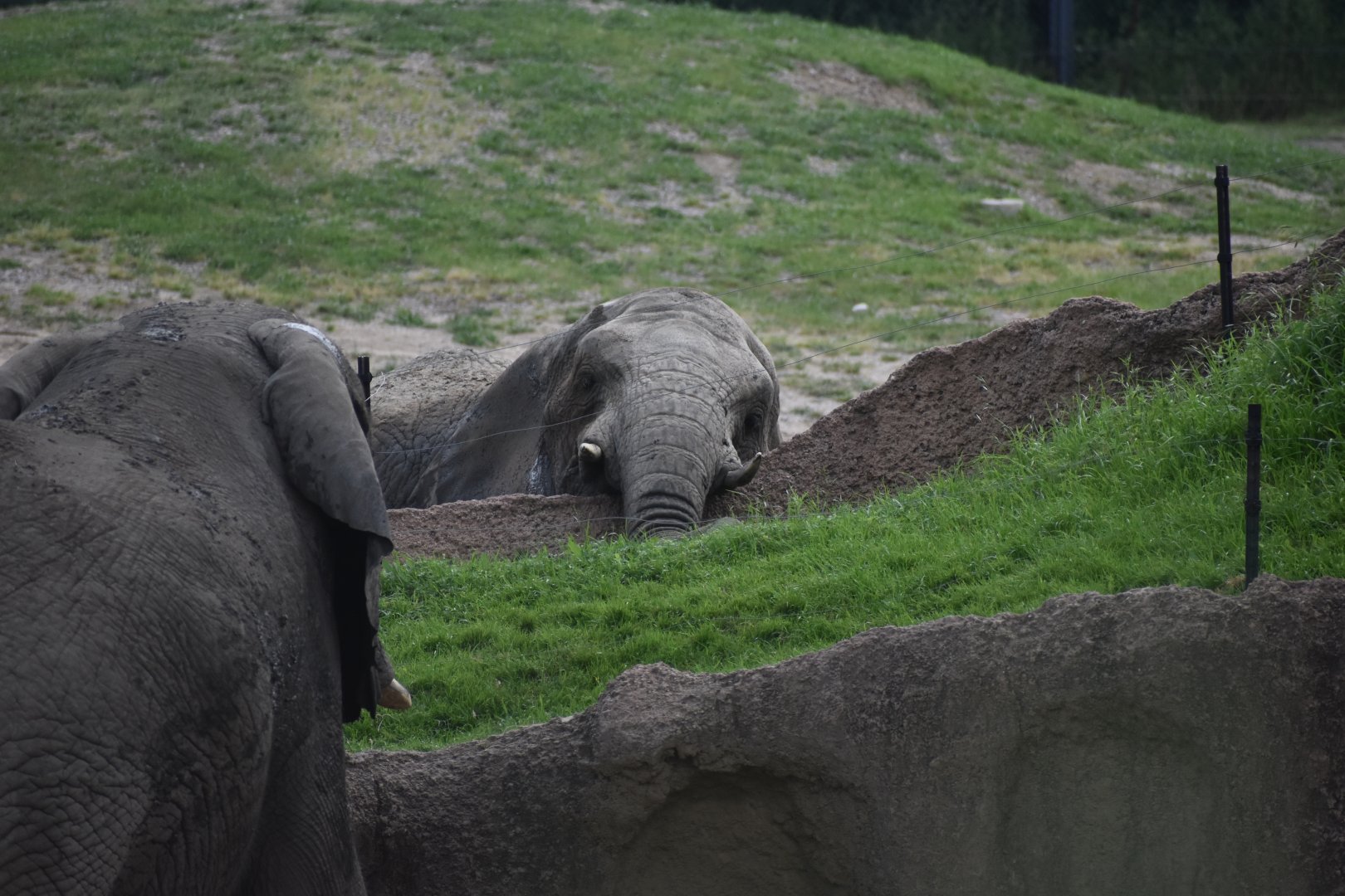 Elephant to Elephant communication