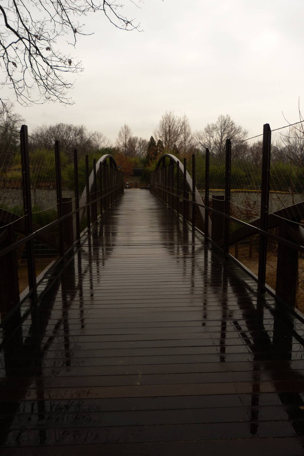 Elephant Trail Bridge