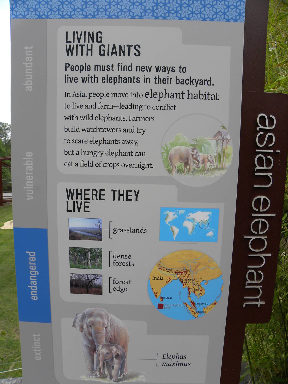 Elephant Trail Progress