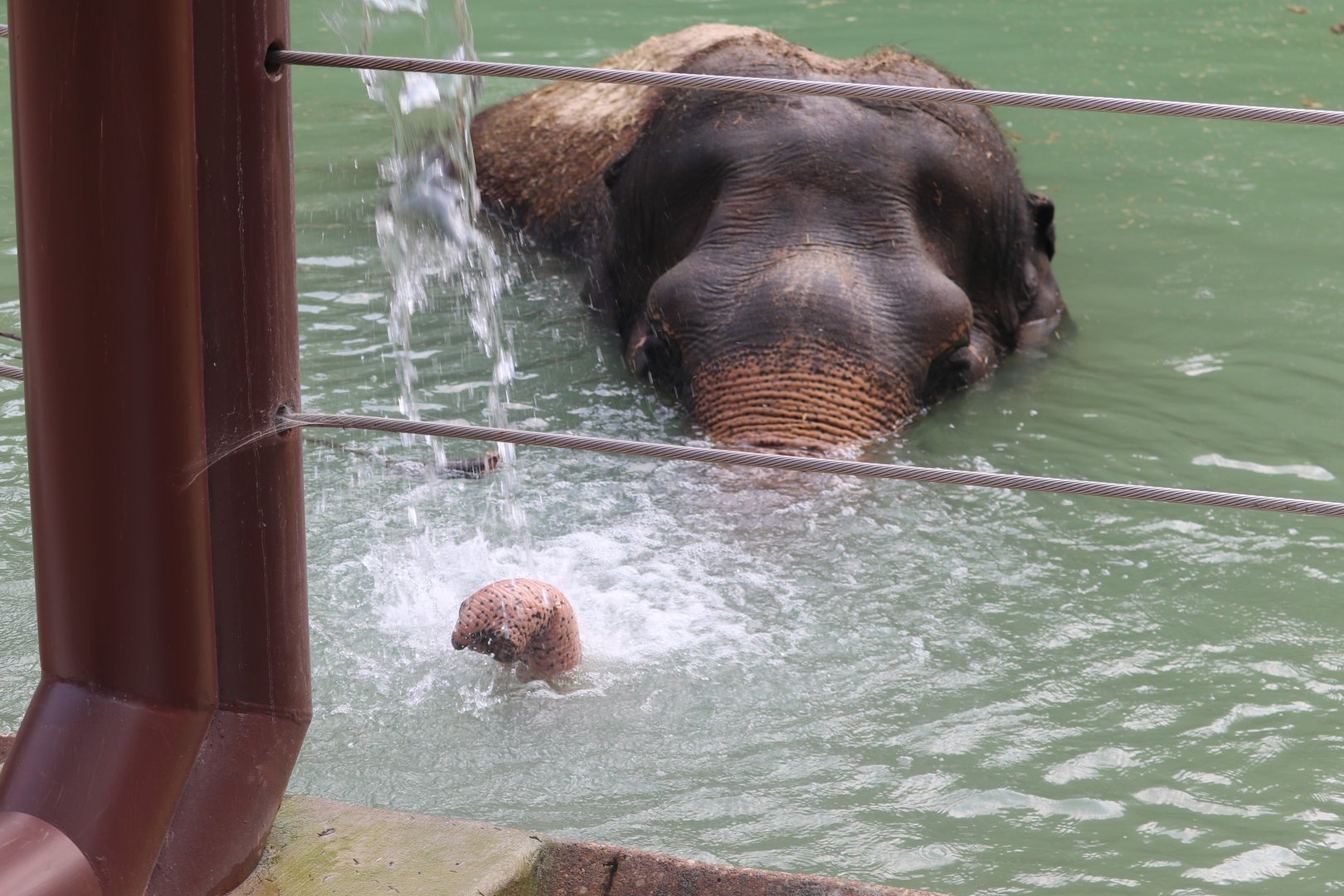 Elephant Trails - Asian Elephant - Ambika having a swim