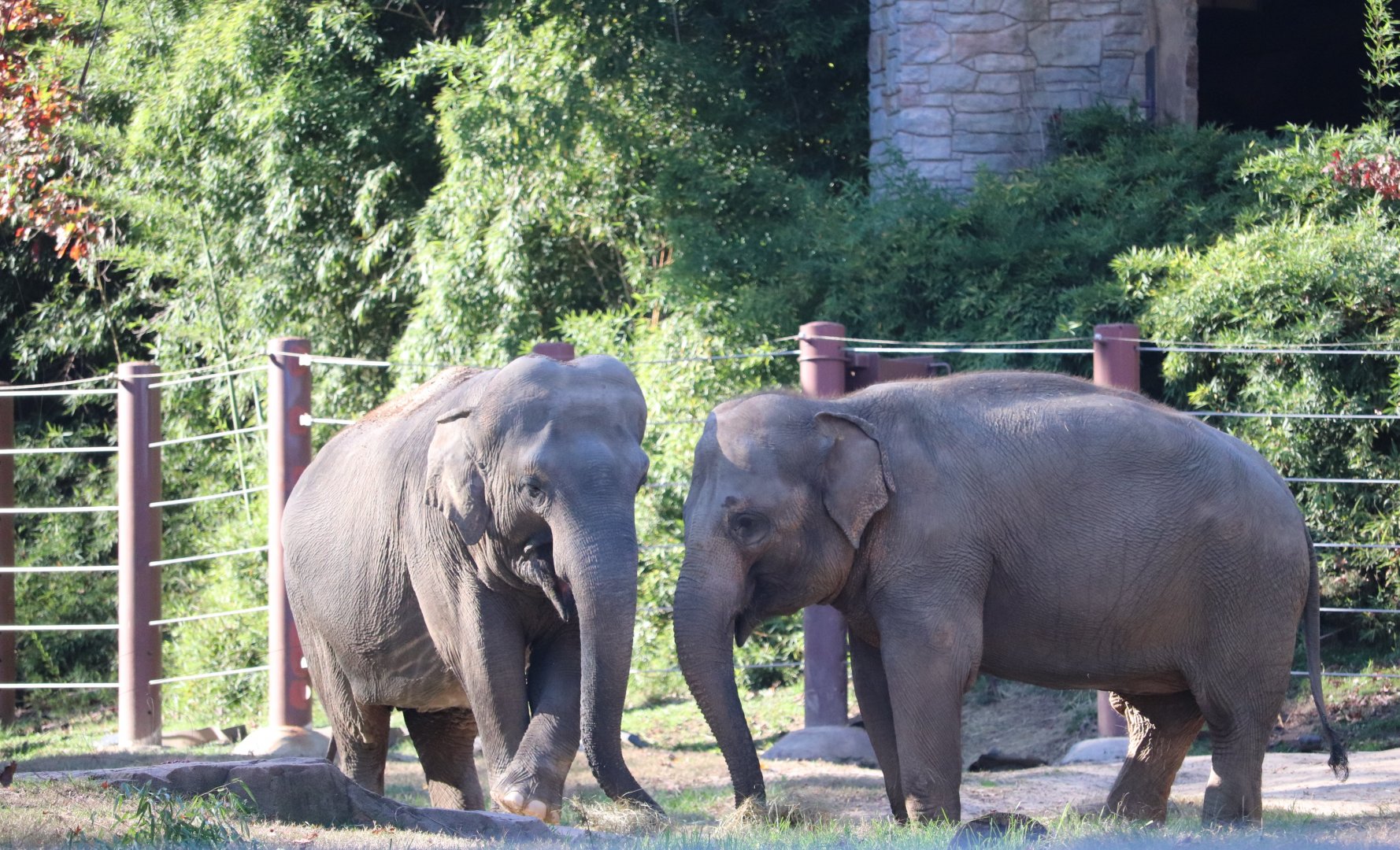 Elephant Trails - Asian Elephant - Bozie - ???