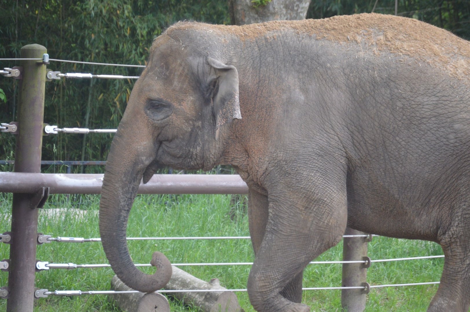 Elephant Trails - Asian Elephant (Elephas maximus)
