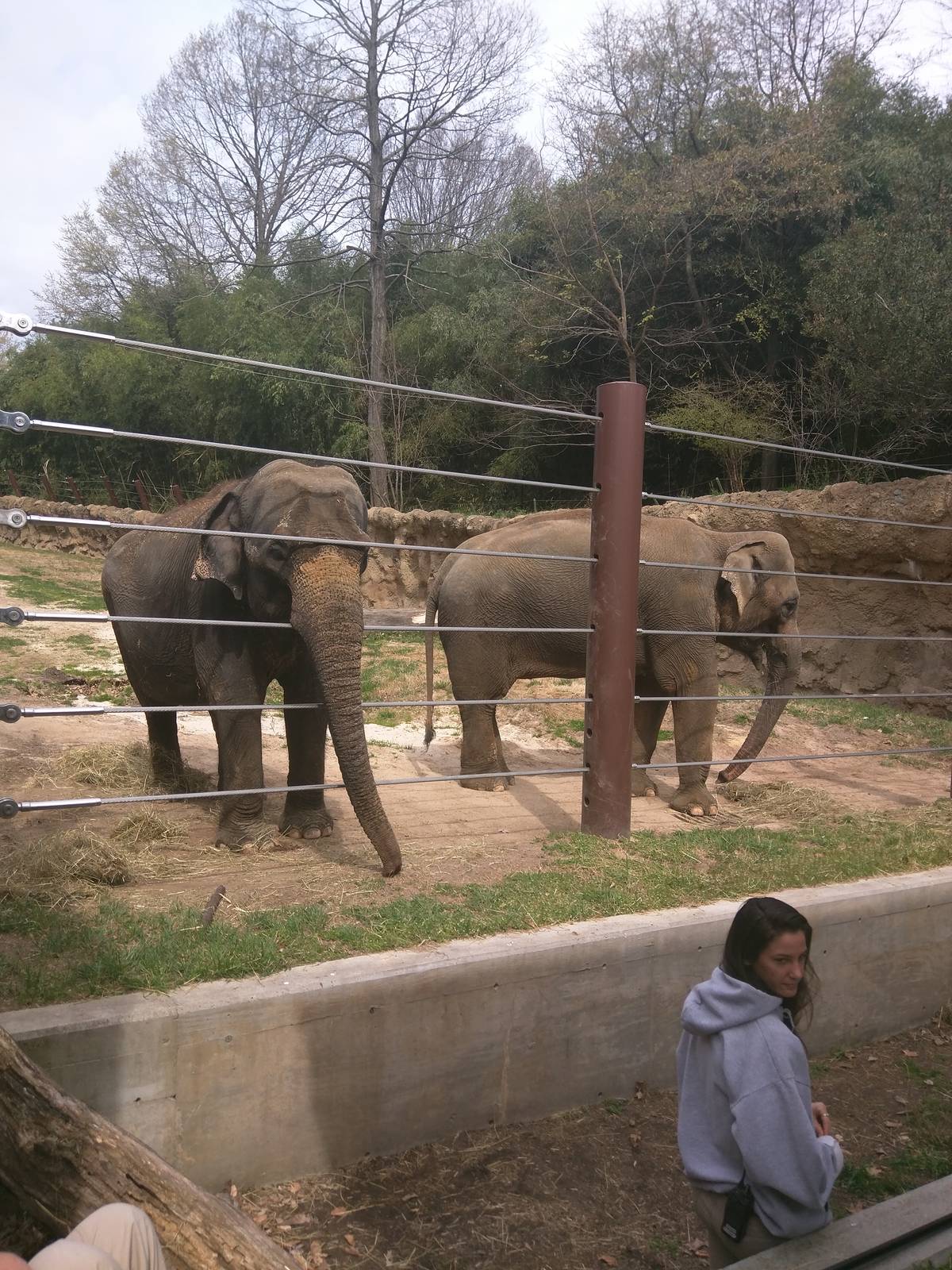 Elephant Trails - Asian Elephant - Kamala - Maharani